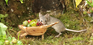 Illustration de l'article : Cet homme fabrique de minuscules maisons de Hobbits pour accueillir des souris sauvages