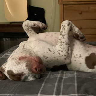 Illustration de l'article : Un chiot à la patte cassée est retrouvé abandonné dans la forêt avec toutes ses affaires autour de lui