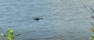 Illustration de l'article : Un homme n'hésite pas à sauter dans l'eau pour affronter l'alligator qui s'en prenait à son chien