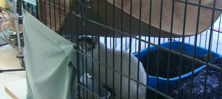 Illustration de l'article : Une trentaine de chats sauvés d'une propriété insalubre grâce à la vigilance d'un facteur