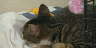 Illustration de l'article : Une trentaine de chats sauvés d'une propriété insalubre grâce à la vigilance d'un facteur