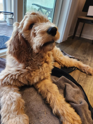 Illustration de l'article : 20 photos de Goldendoodles montrant qu'il leur suffit d'un regard pour nous faire tomber sous leur charme