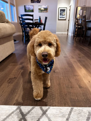 Illustration de l'article : 20 photos de Goldendoodles montrant qu'il leur suffit d'un regard pour nous faire tomber sous leur charme
