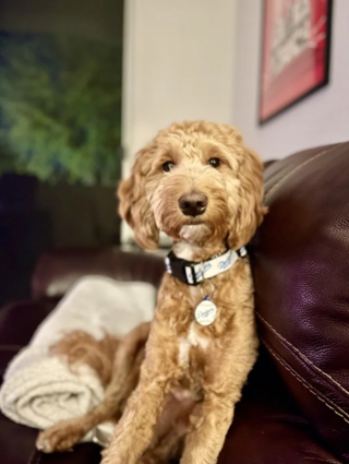 Illustration de l'article : 20 photos de Goldendoodles montrant qu'il leur suffit d'un regard pour nous faire tomber sous leur charme