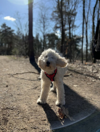 Illustration de l'article : 20 photos de Goldendoodles montrant qu'il leur suffit d'un regard pour nous faire tomber sous leur charme