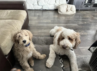 Illustration de l'article : 20 photos de Goldendoodles montrant qu'il leur suffit d'un regard pour nous faire tomber sous leur charme