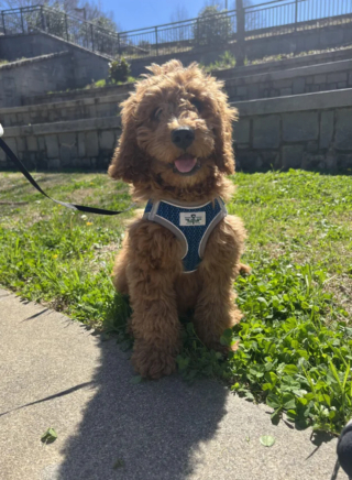 Illustration de l'article : 20 photos de Goldendoodles montrant qu'il leur suffit d'un regard pour nous faire tomber sous leur charme