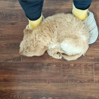 Illustration de l'article : 20 photos de Goldendoodles montrant qu'il leur suffit d'un regard pour nous faire tomber sous leur charme
