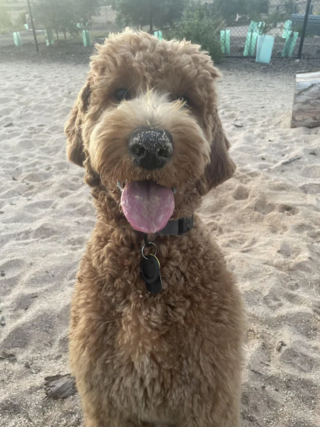 Illustration de l'article : 20 photos de Goldendoodles montrant qu'il leur suffit d'un regard pour nous faire tomber sous leur charme