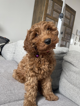 Illustration de l'article : 20 photos de Goldendoodles montrant qu'il leur suffit d'un regard pour nous faire tomber sous leur charme