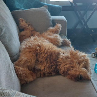 Illustration de l'article : 20 photos de Goldendoodles montrant qu'il leur suffit d'un regard pour nous faire tomber sous leur charme