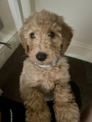 Illustration de l'article : 20 photos de Goldendoodles montrant qu'il leur suffit d'un regard pour nous faire tomber sous leur charme