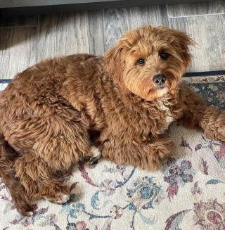 Illustration de l'article : 20 photos de Goldendoodles montrant qu'il leur suffit d'un regard pour nous faire tomber sous leur charme
