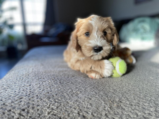Illustration de l'article : 20 photos de Goldendoodles montrant qu'il leur suffit d'un regard pour nous faire tomber sous leur charme