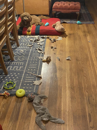 Illustration de l'article : 20 photos de Goldendoodles montrant qu'il leur suffit d'un regard pour nous faire tomber sous leur charme