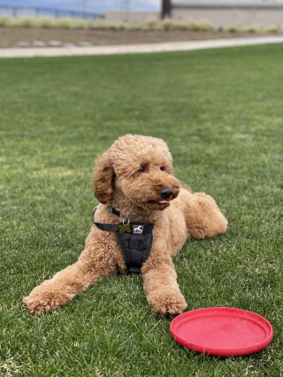 Illustration de l'article : 20 photos de Goldendoodles montrant qu'il leur suffit d'un regard pour nous faire tomber sous leur charme