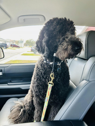 Illustration de l'article : 20 photos de Goldendoodles montrant qu'il leur suffit d'un regard pour nous faire tomber sous leur charme