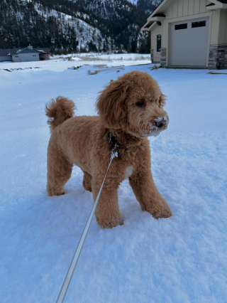 Illustration de l'article : 20 photos de Goldendoodles montrant qu'il leur suffit d'un regard pour nous faire tomber sous leur charme