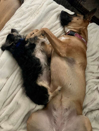 Illustration de l'article : Cette chienne est la plus heureuse lorsqu’elle vient rendre visite à son meilleur ami décédé