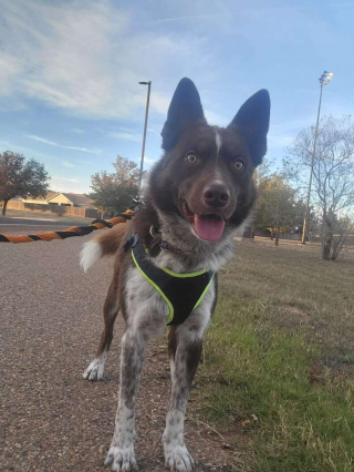 Illustration de l'article : Un chien de refuge sent que le rythme cardiaque de sa mère d’accueil est anormal, et fait tout pour la protéger