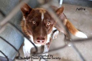 Illustration de l'article : Un chien de refuge sent que le rythme cardiaque de sa mère d’accueil est anormal, et fait tout pour la protéger