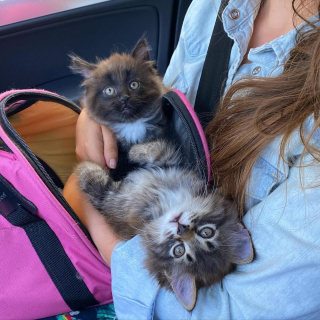 Illustration de l'article : Trouvée dans une ferme, cette chatte squelettique donne naissance à 2 petits peu de temps après avoir été sauvée