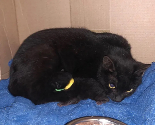 Illustration de l'article : D'abord méfiante et craintive, une chatte errante baisse la garde en comprenant qu'elle et ses petits sont entre de bonnes mains