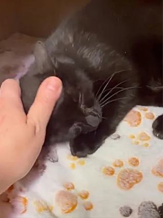 Illustration de l'article : D'abord méfiante et craintive, une chatte errante baisse la garde en comprenant qu'elle et ses petits sont entre de bonnes mains