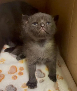 Illustration de l'article : D'abord méfiante et craintive, une chatte errante baisse la garde en comprenant qu'elle et ses petits sont entre de bonnes mains