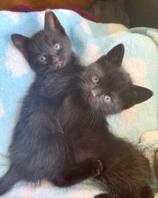 Illustration de l'article : D'abord méfiante et craintive, une chatte errante baisse la garde en comprenant qu'elle et ses petits sont entre de bonnes mains