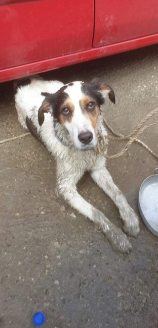 Illustration de l'article : Un chien retrouvé en grande détresse dans une voiture, garée en plein soleil sur le parking d’un parc d’attractions