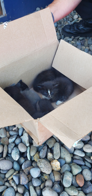 Illustration de l'article : 6 chatons d’à peine quelques semaines se retrouvent coincés sous une maison : les pompiers sont obligés d’intervenir