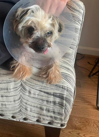 Illustration de l'article : Un chien s’égare dans un terrier et se retrouve piégé sous la maison de ses propriétaires