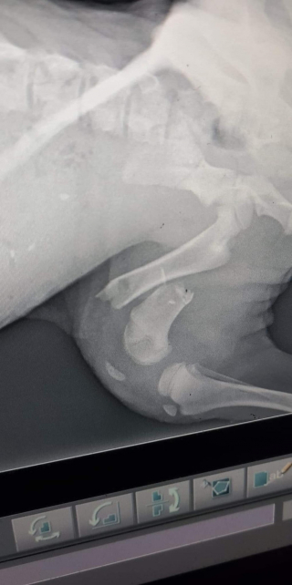 Illustration de l'article : Trois chiots abandonn&eacute;s dans un foss&eacute; de drainage trouvent enfin la chaleur d'un foyer aimant