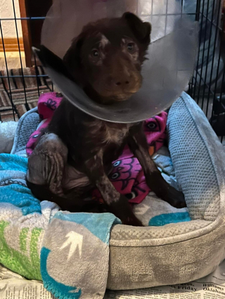 Illustration de l'article : Trois chiots abandonn&eacute;s dans un foss&eacute; de drainage trouvent enfin la chaleur d'un foyer aimant