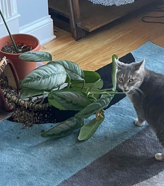 Illustration de l'article : 20 photos d'animaux qui avaient une revanche à prendre et qui l'ont fait avec panache