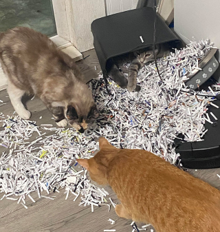 Illustration de l'article : 20 photos d'animaux qui avaient une revanche à prendre et qui l'ont fait avec panache