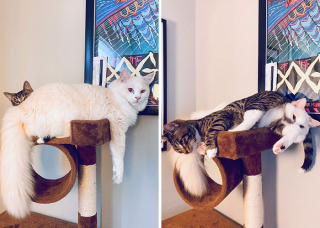 Illustration de l'article : 20 photos d'animaux qui avaient une revanche à prendre et qui l'ont fait avec panache