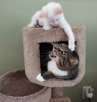 Illustration de l'article : 20 photos d'animaux qui avaient une revanche à prendre et qui l'ont fait avec panache