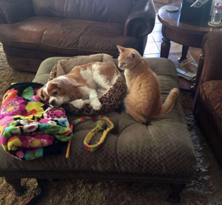 Illustration de l'article : 20 photos d'animaux qui avaient une revanche à prendre et qui l'ont fait avec panache