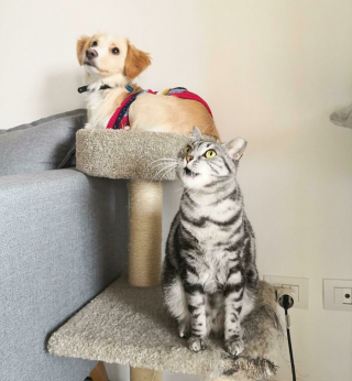 Illustration de l'article : 20 photos d'animaux qui avaient une revanche à prendre et qui l'ont fait avec panache