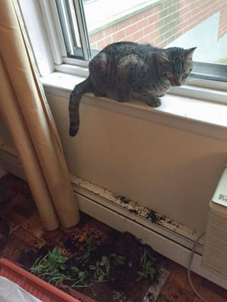 Illustration de l'article : 20 photos d'animaux qui avaient une revanche à prendre et qui l'ont fait avec panache