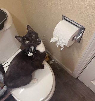 Illustration de l'article : 20 photos d'animaux qui avaient une revanche à prendre et qui l'ont fait avec panache