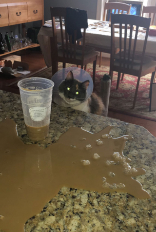 Illustration de l'article : 20 photos d'animaux qui avaient une revanche à prendre et qui l'ont fait avec panache