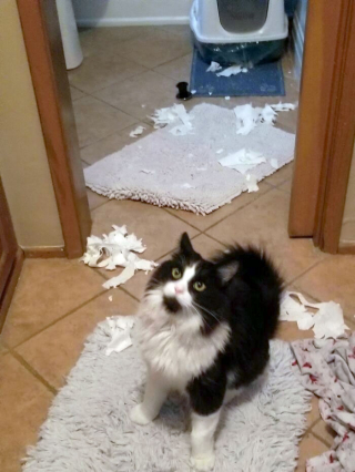 Illustration de l'article : 20 photos d'animaux qui avaient une revanche à prendre et qui l'ont fait avec panache