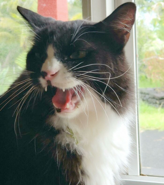 Illustration de l'article : 20 photos d'animaux qui avaient une revanche à prendre et qui l'ont fait avec panache