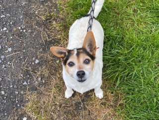 Illustration de l'article : L’incroyable transformation de ce chien qui ressemblait à un ballon et qui était en danger à cause de son obésité