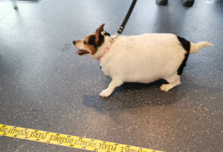 Illustration de l'article : L’incroyable transformation de ce chien qui ressemblait à un ballon et qui était en danger à cause de son obésité