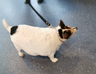 Illustration de l'article : L’incroyable transformation de ce chien qui ressemblait à un ballon et qui était en danger à cause de son obésité