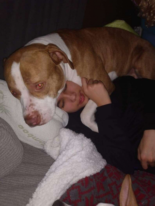 Illustration de l'article : Ce chien de refuge sauve la vie de son jeune maître, piqué par un frelon